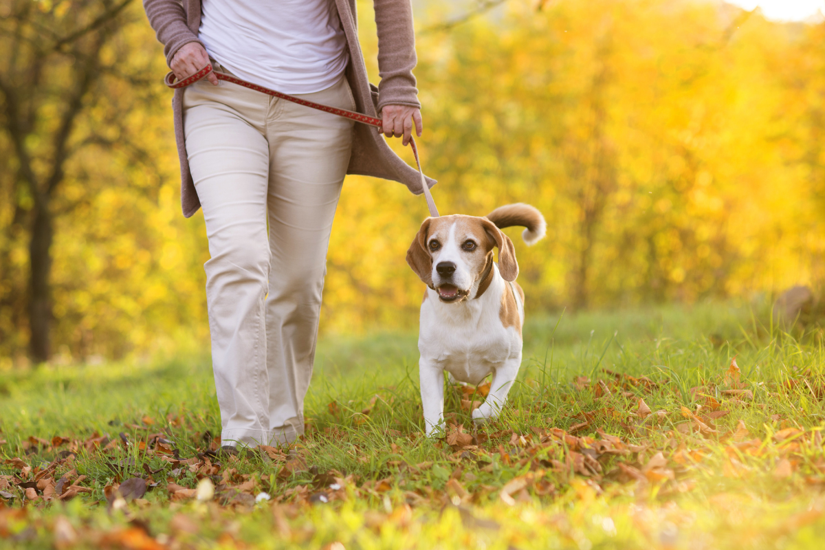 Dog friendly walking routes York