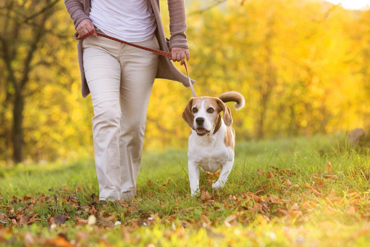 Dog friendly walking routes York.